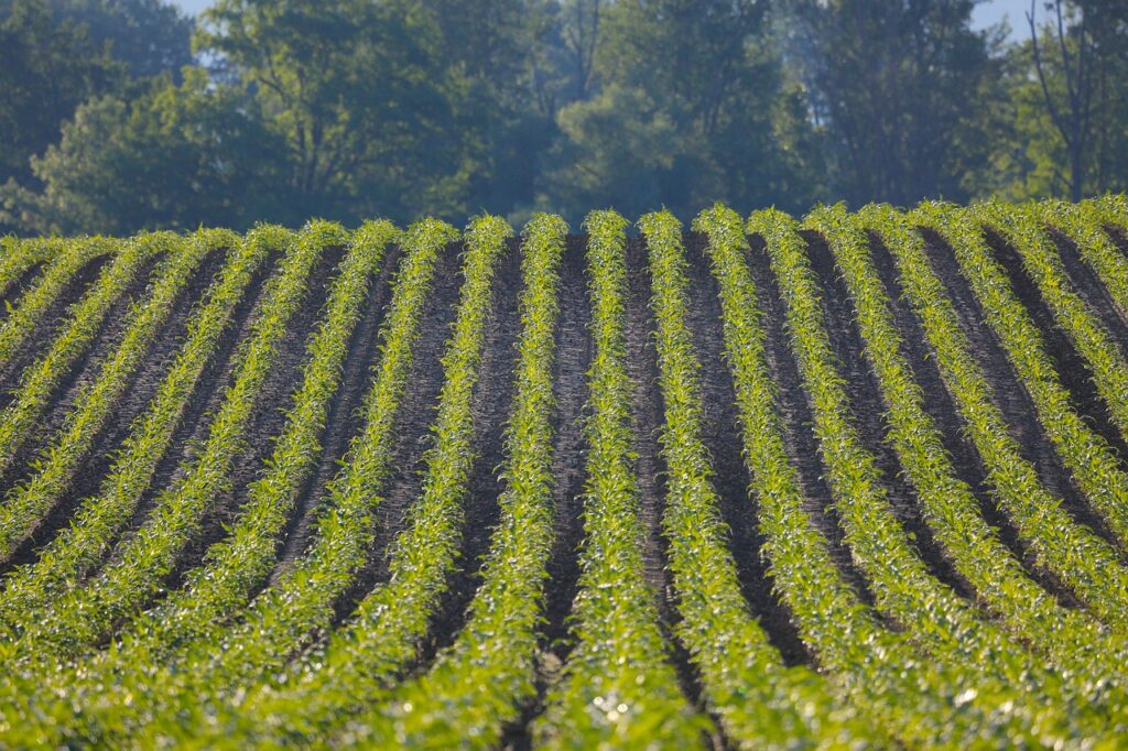 exploitation maraichère à vendre